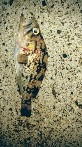 クロソイの釣果