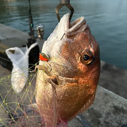 マダイ