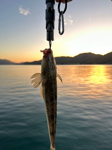 マゴチの釣果
