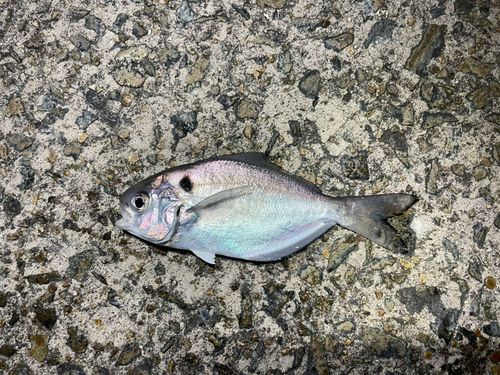 イボダイの釣果
