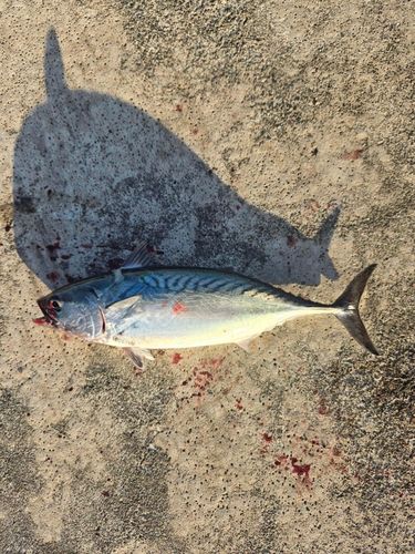 スマガツオの釣果