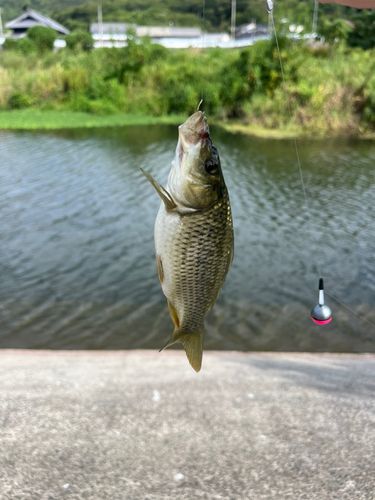 コイの釣果