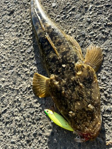 マゴチの釣果