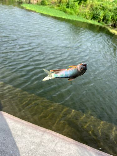 オイカワの釣果