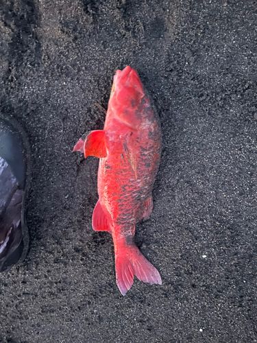 オジサンの釣果