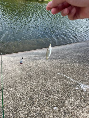 カワムツの釣果