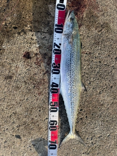 サワラの釣果