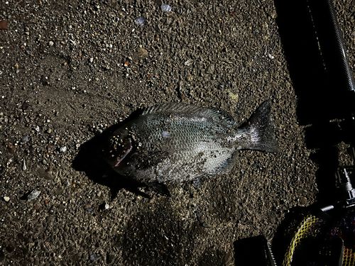 メジナの釣果