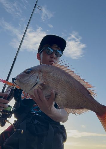 マダイの釣果