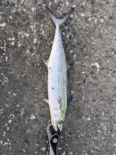 サゴシの釣果