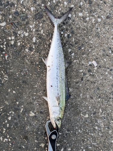 サゴシの釣果