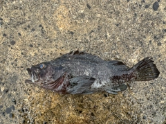 クロソイの釣果