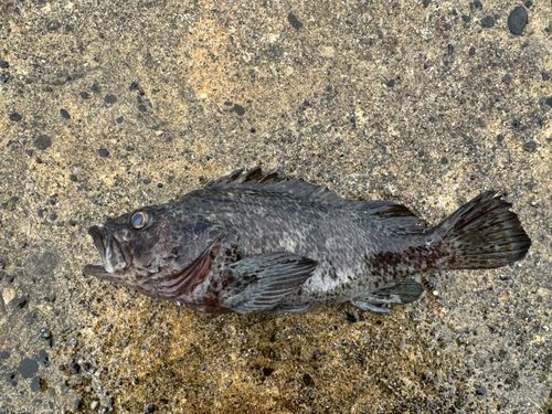 クロソイの釣果