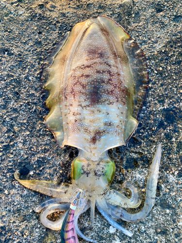 アオリイカの釣果
