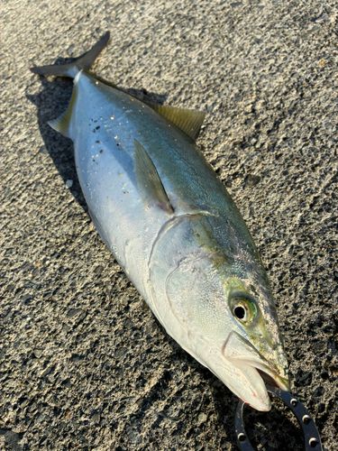 イナダの釣果