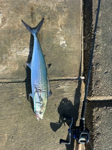 サゴシの釣果
