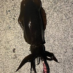 アオリイカ