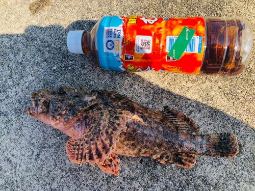 イヌカサゴの釣果