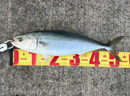イナダの釣果