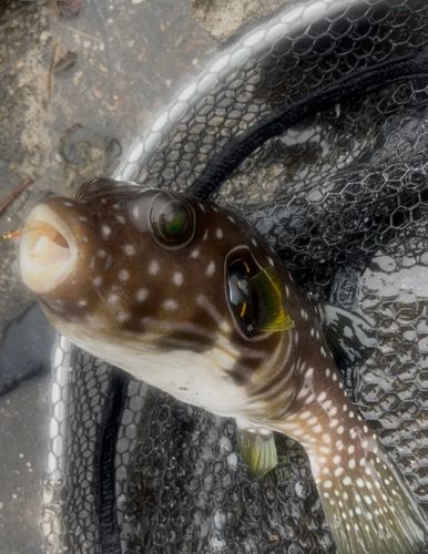 サザナミフグの釣果