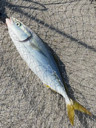 イナダの釣果
