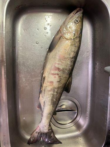 サケの釣果