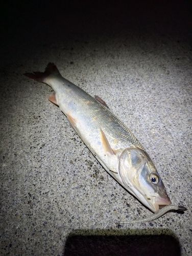 ウグイの釣果