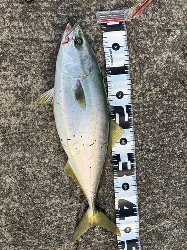 イナダの釣果