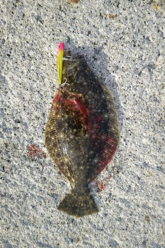 ヒラメの釣果