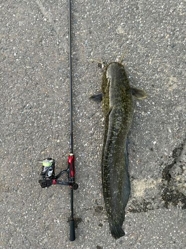 ナマズの釣果