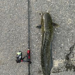 ナマズ