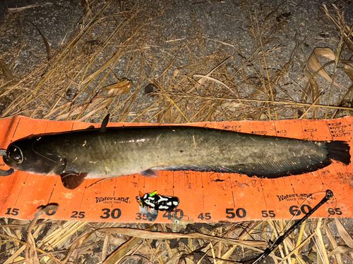 ナマズの釣果
