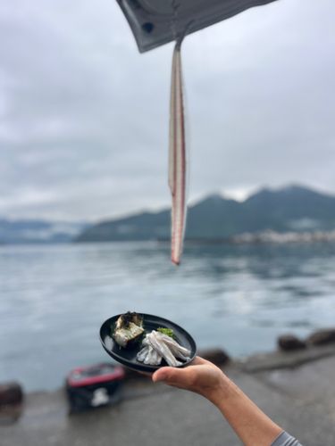 タチウオの釣果