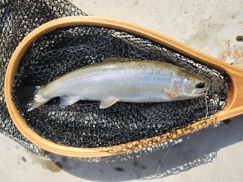 ホウライマスの釣果