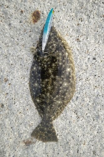 ヒラメの釣果