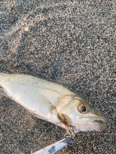 セイゴ（マルスズキ）の釣果