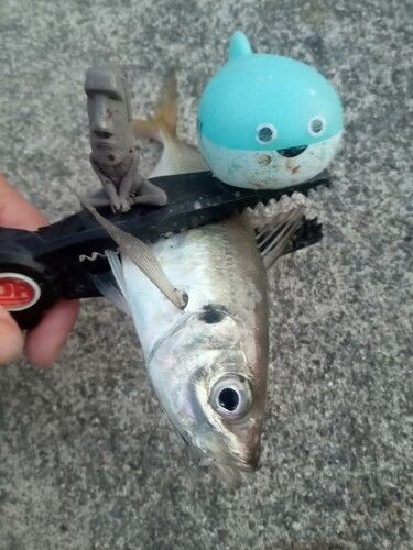 マアジの釣果