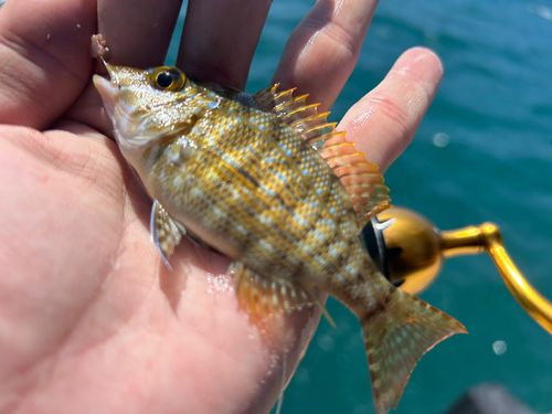 ハマフエフキの釣果