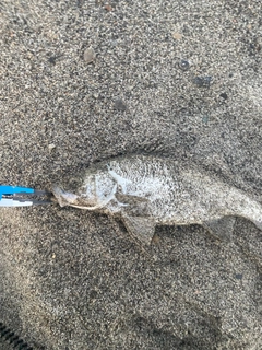 セイゴ(ヒラスズキ)の釣果