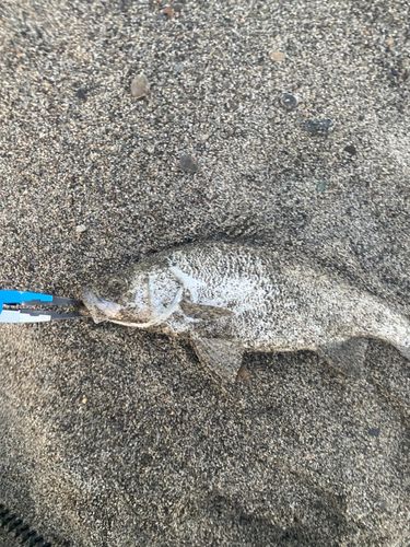 セイゴ（ヒラスズキ）の釣果