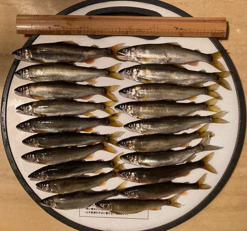 アユの釣果