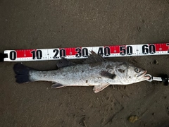 スズキの釣果