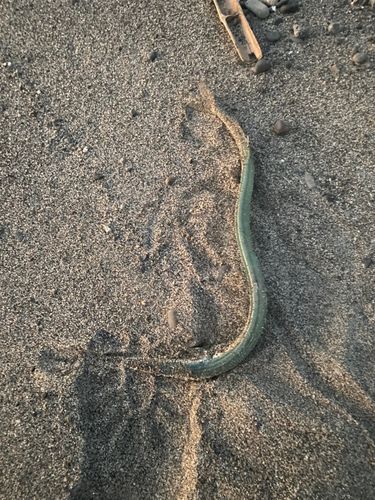 ダツの釣果