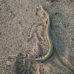 ダツ