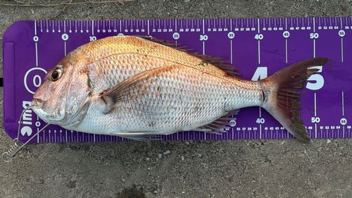 タイの釣果