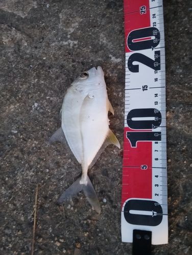 メッキの釣果