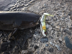 ナマズの釣果