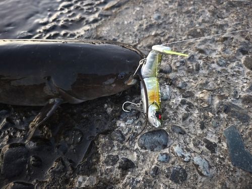 ナマズの釣果