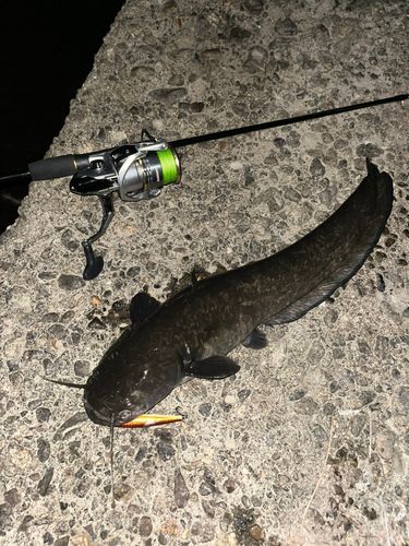ナマズの釣果