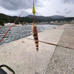 リュウグウハゼ